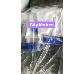 cây lăn keo 12cem
